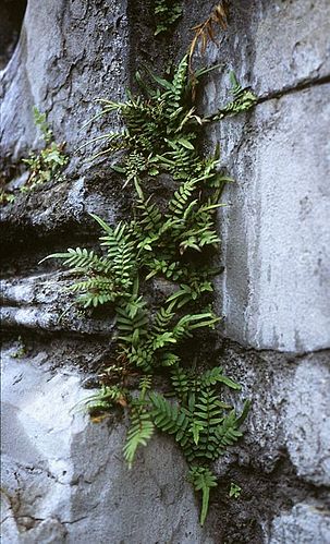 Pteris