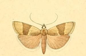 Pterothrixidia