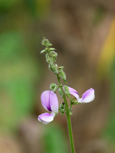 Pueraria