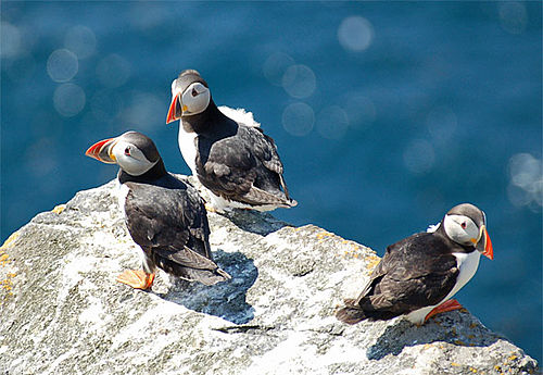 Puffin