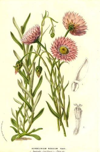 Rhodanthe