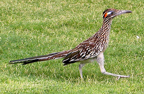 Roadrunner