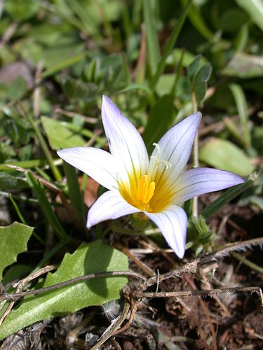 Romulea