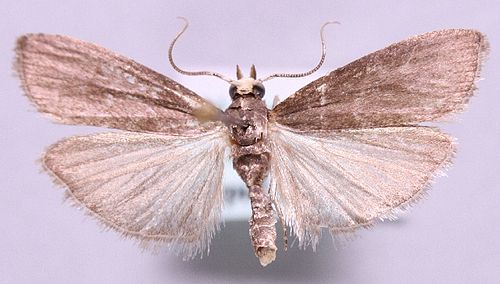 Salebriopsis