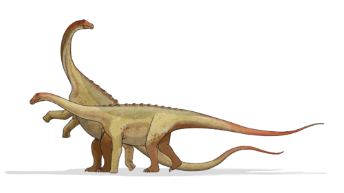 Saltasaurus