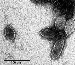 Salterprovirus