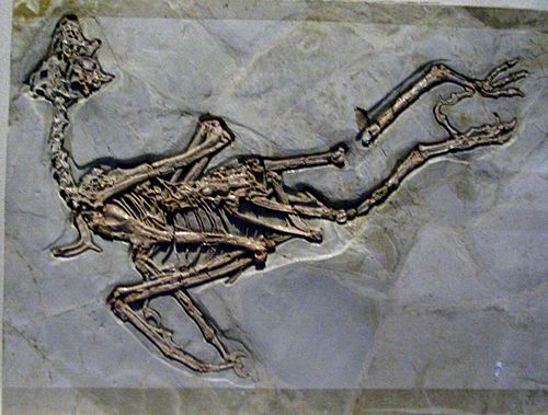 Sapeornis