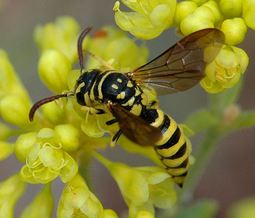 Sapygidae