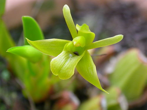 Sauvetrea