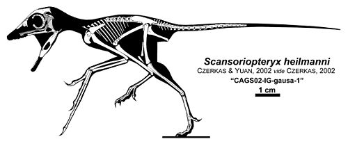 Scansoriopteryx