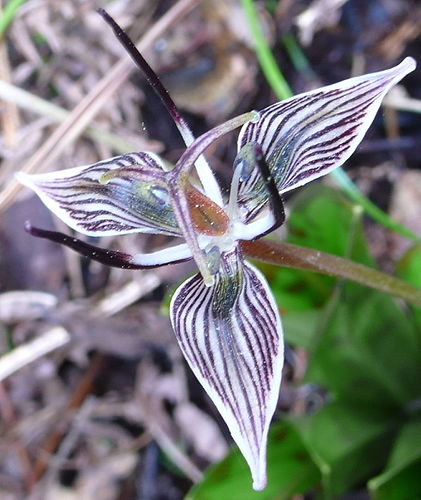 Scoliopus