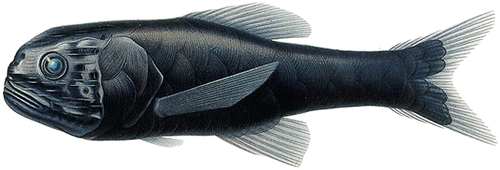 Scopelogadus