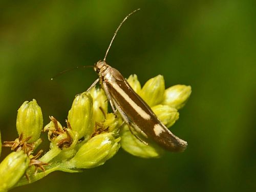 Scythris