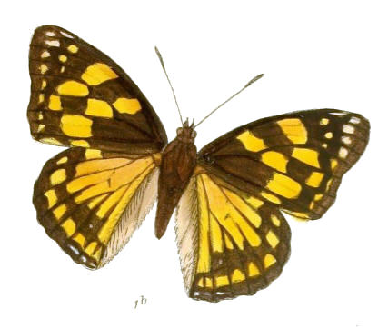 Sephisa