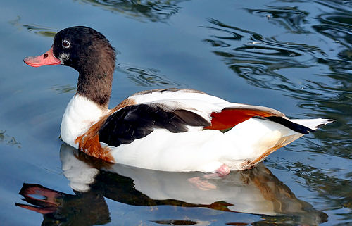 Shelduck