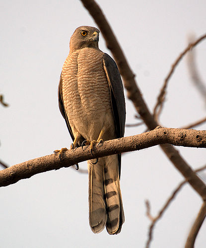 Shikra