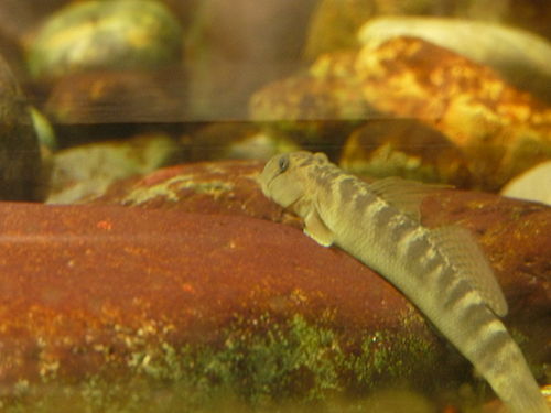 Sicyopterus