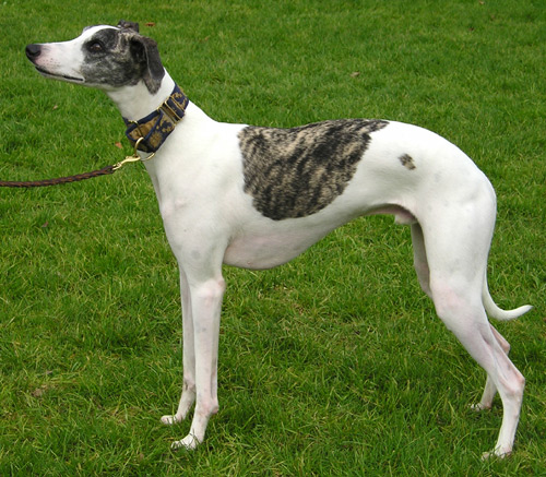 Sighthound