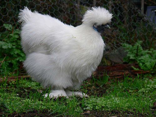 Silkie