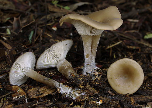 Singerocybe