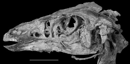 Sinornithomimus