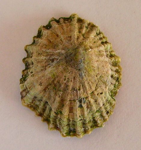 Siphonaria