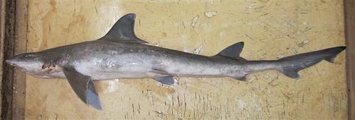 Smooth-hound