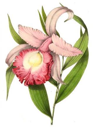 Sobralia