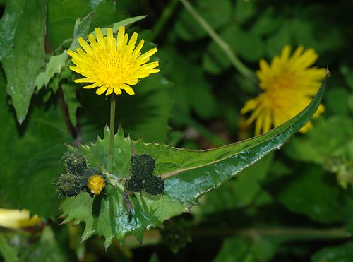 Sonchus