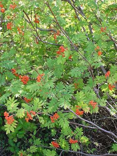 Sorbus