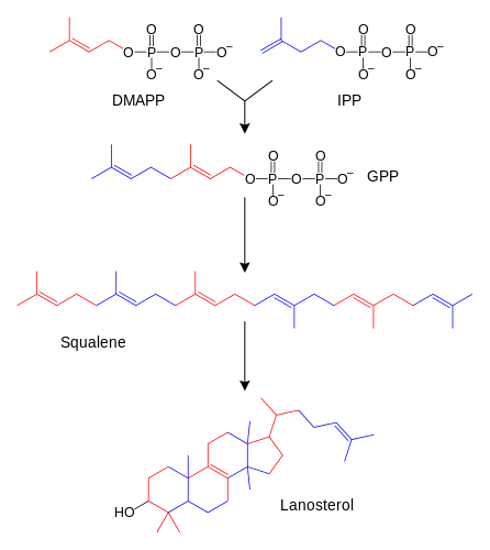 Squalene