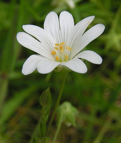 Stellaria