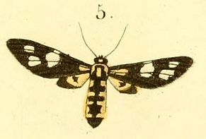 Stictonaclia