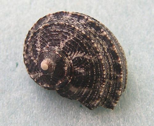 Stomatolina