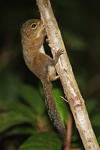 Sundasciurus