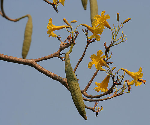 Tabebuia