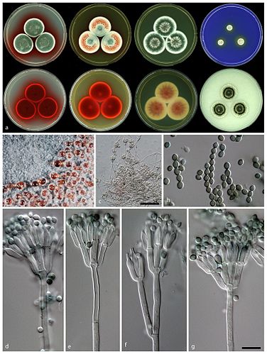 Talaromyces