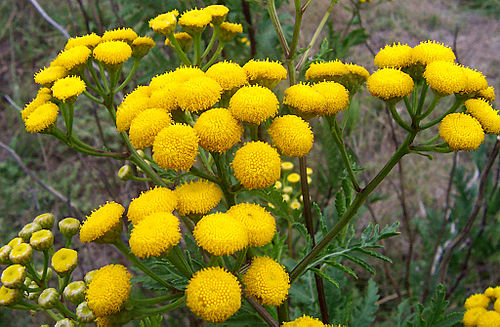 Tanacetum