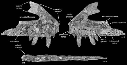 Teratosaurus