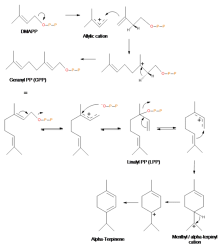 Terpinene