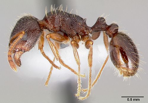 Tetramorium