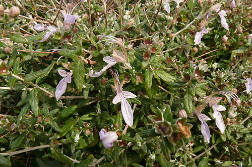 Teucrium