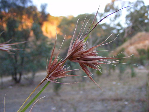 Themeda