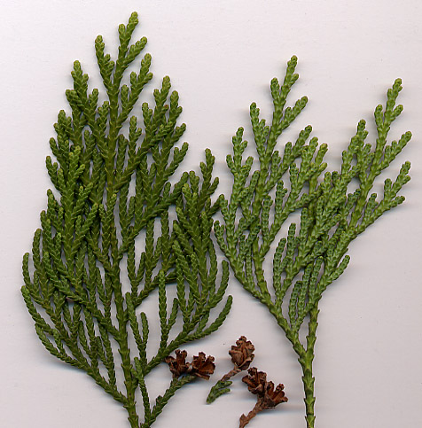 Thuja