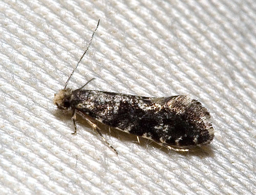 Tineidae