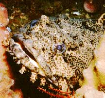 Toadfish