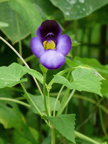 Torenia