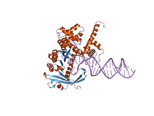 Transposase