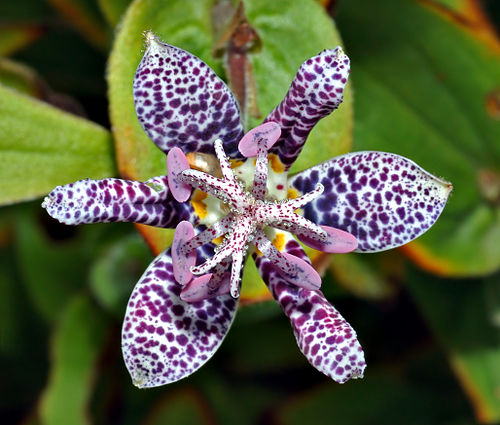 Tricyrtis