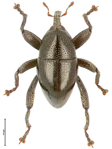 Trigonopterus